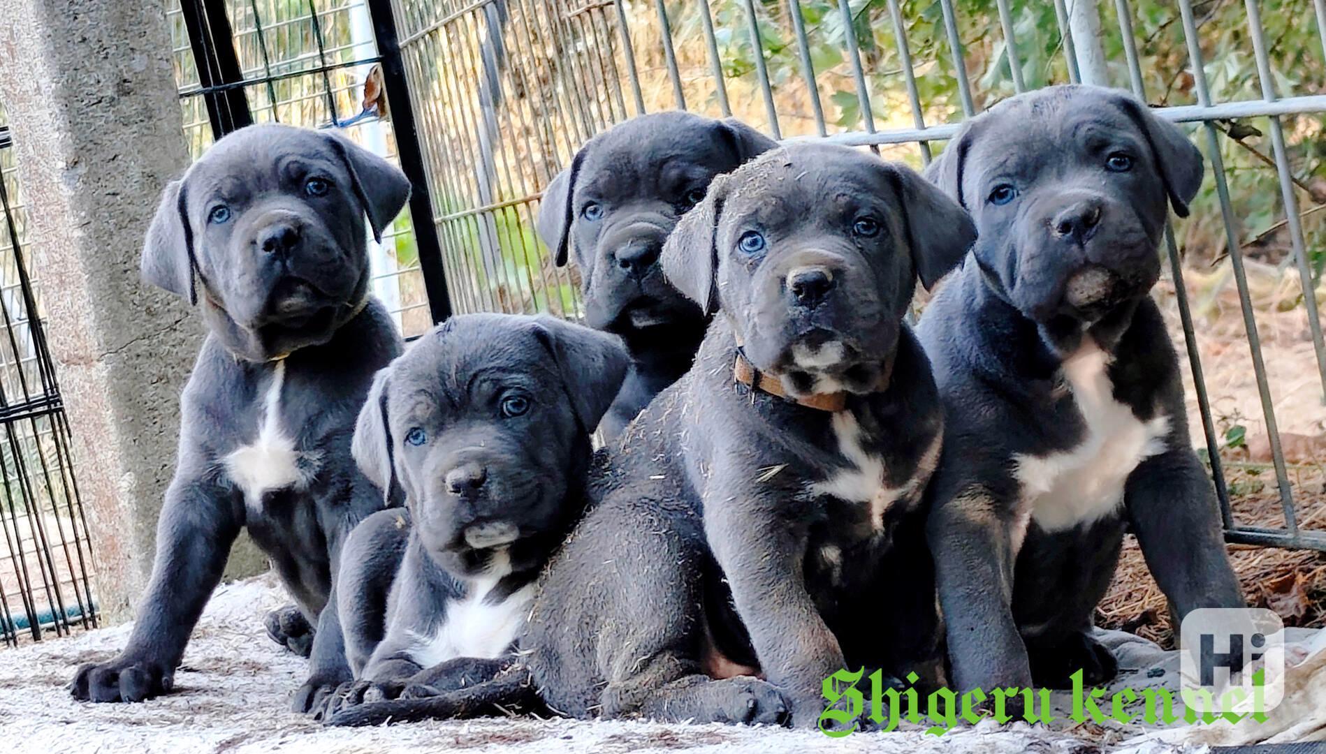 Cane Corso s PP (FCI) - foto 1