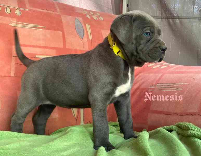 Cane Corso s PP (FCI) - foto 2