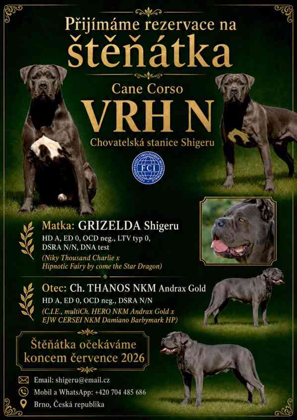 Cane Corso s PP (FCI) - foto 6