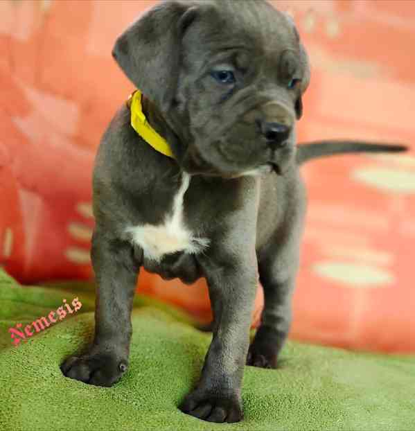 Cane Corso s PP (FCI) - foto 4