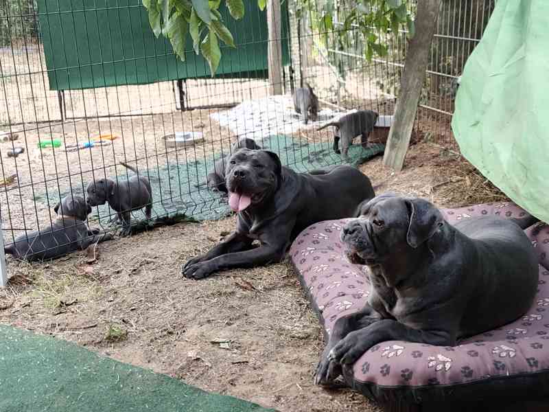Cane Corso s PP (FCI) - foto 5