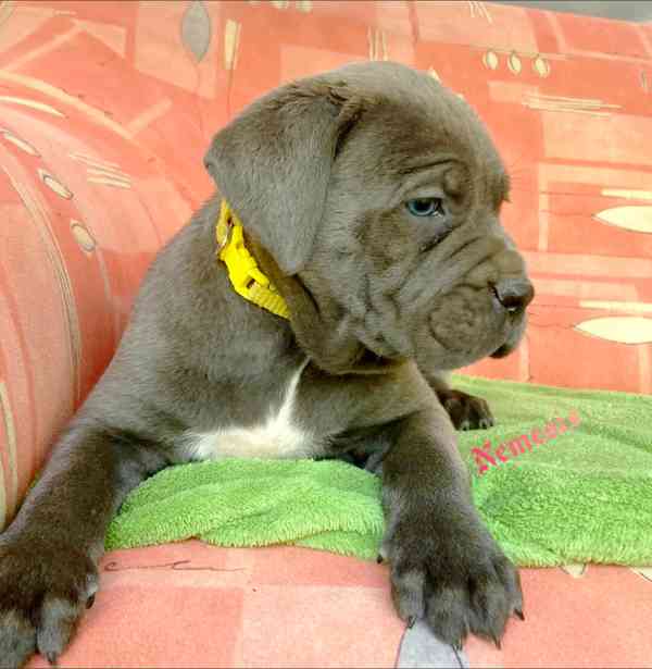 Cane Corso s PP (FCI) - foto 3