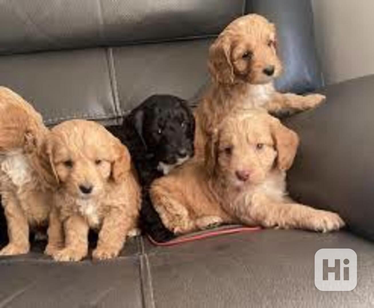 Cockapoo štěňata - foto 1