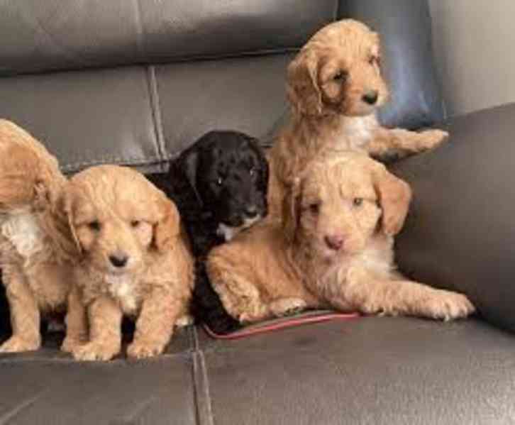 Cockapoo štěňata - foto 1