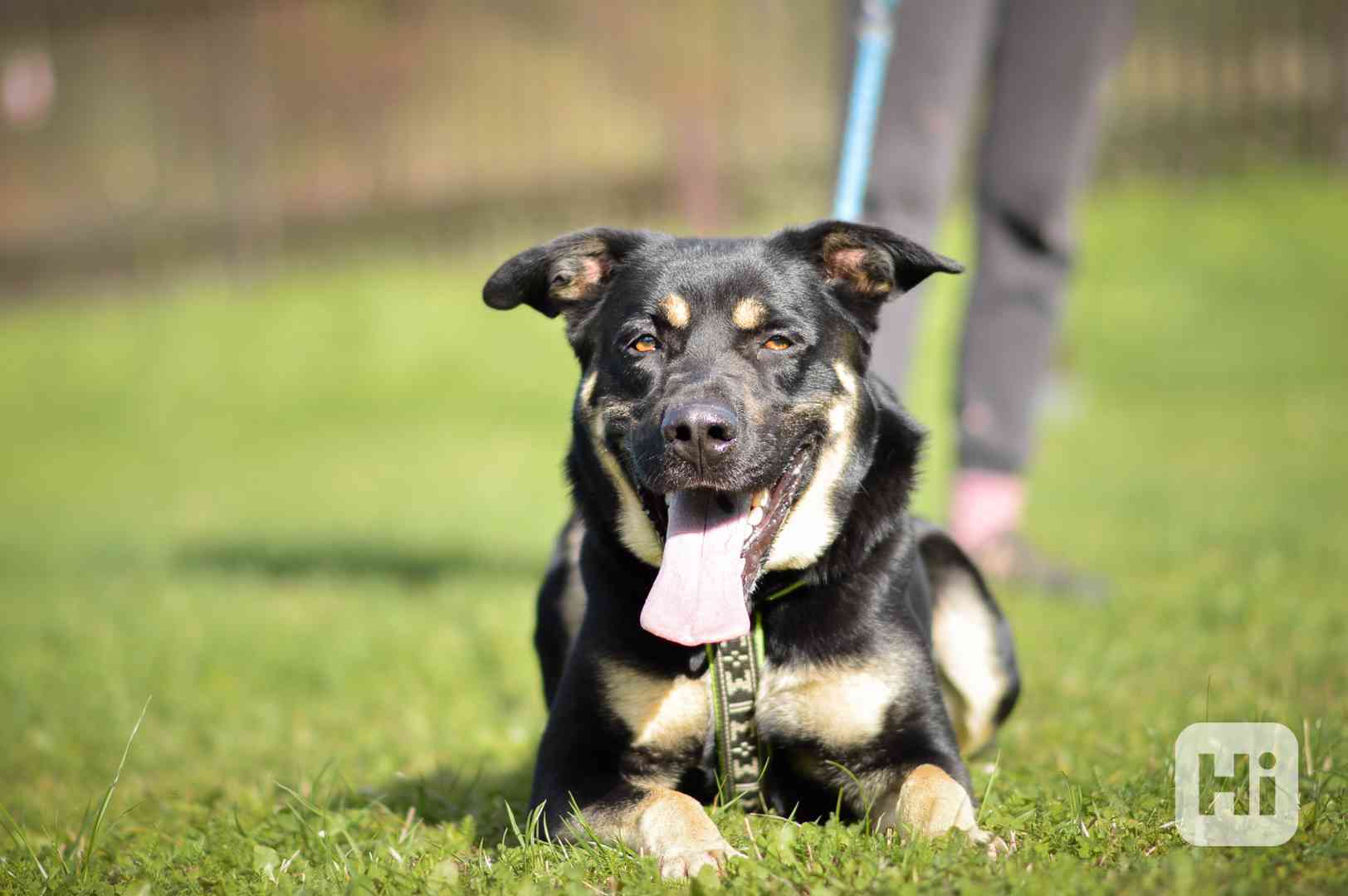 Persi - kříženec, 3 roky, aktivní kluk - foto 1