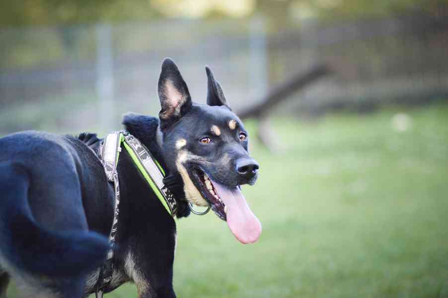 Persi - kříženec, 3 roky, aktivní kluk - foto 8