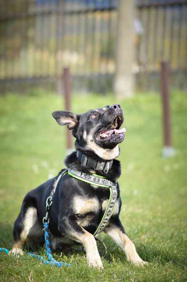 Persi - kříženec, 3 roky, aktivní kluk - foto 2