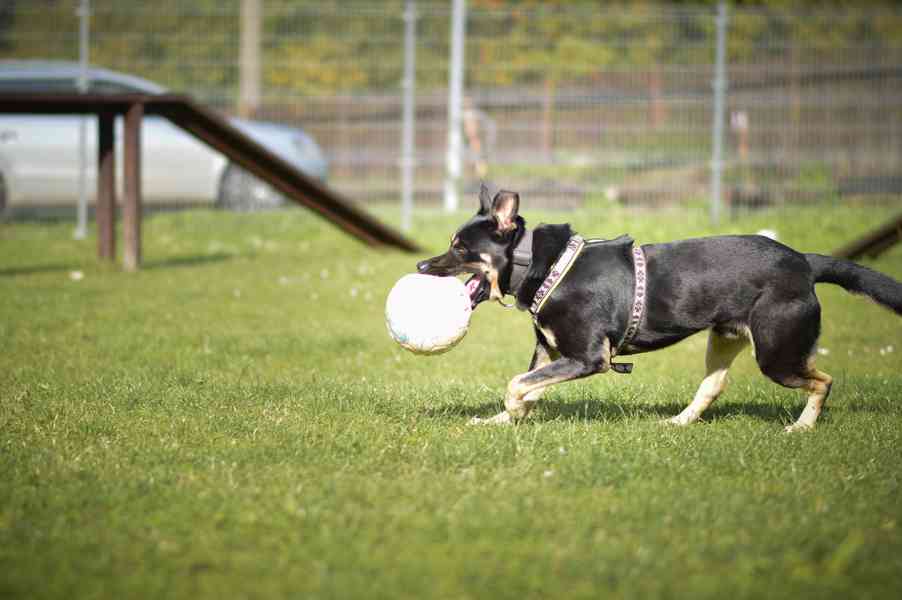Persi - kříženec, 3 roky, aktivní kluk - foto 4