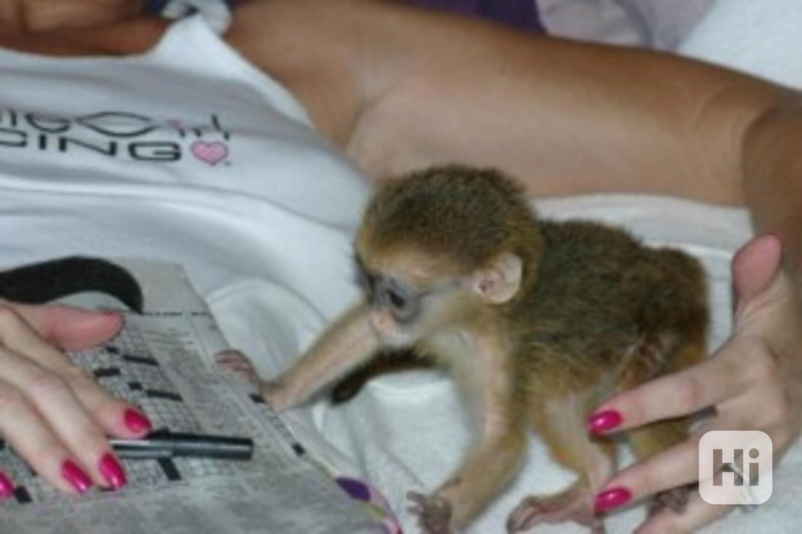 Samice kosmana k adopci - foto 1