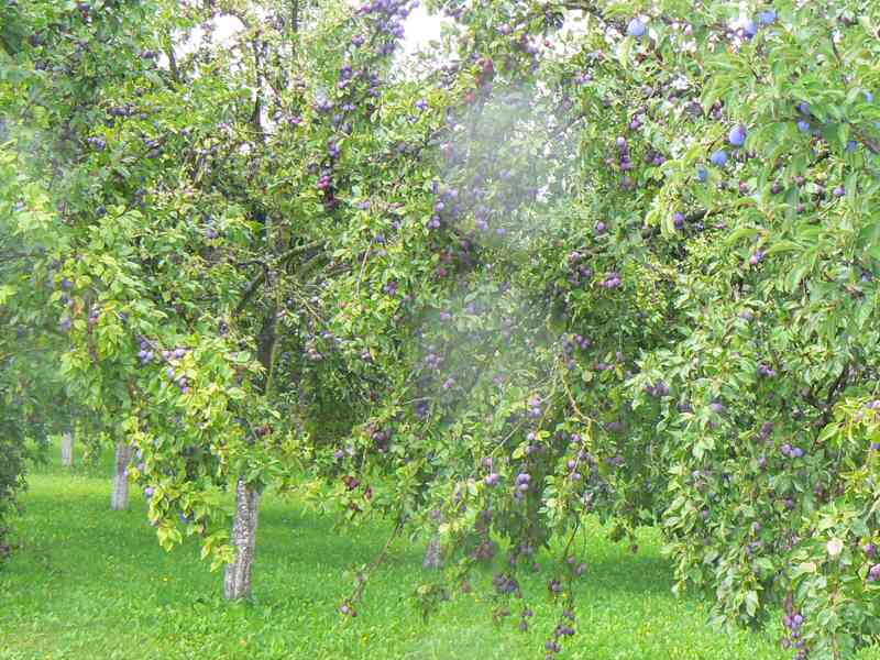 švestky na kvas - foto 2