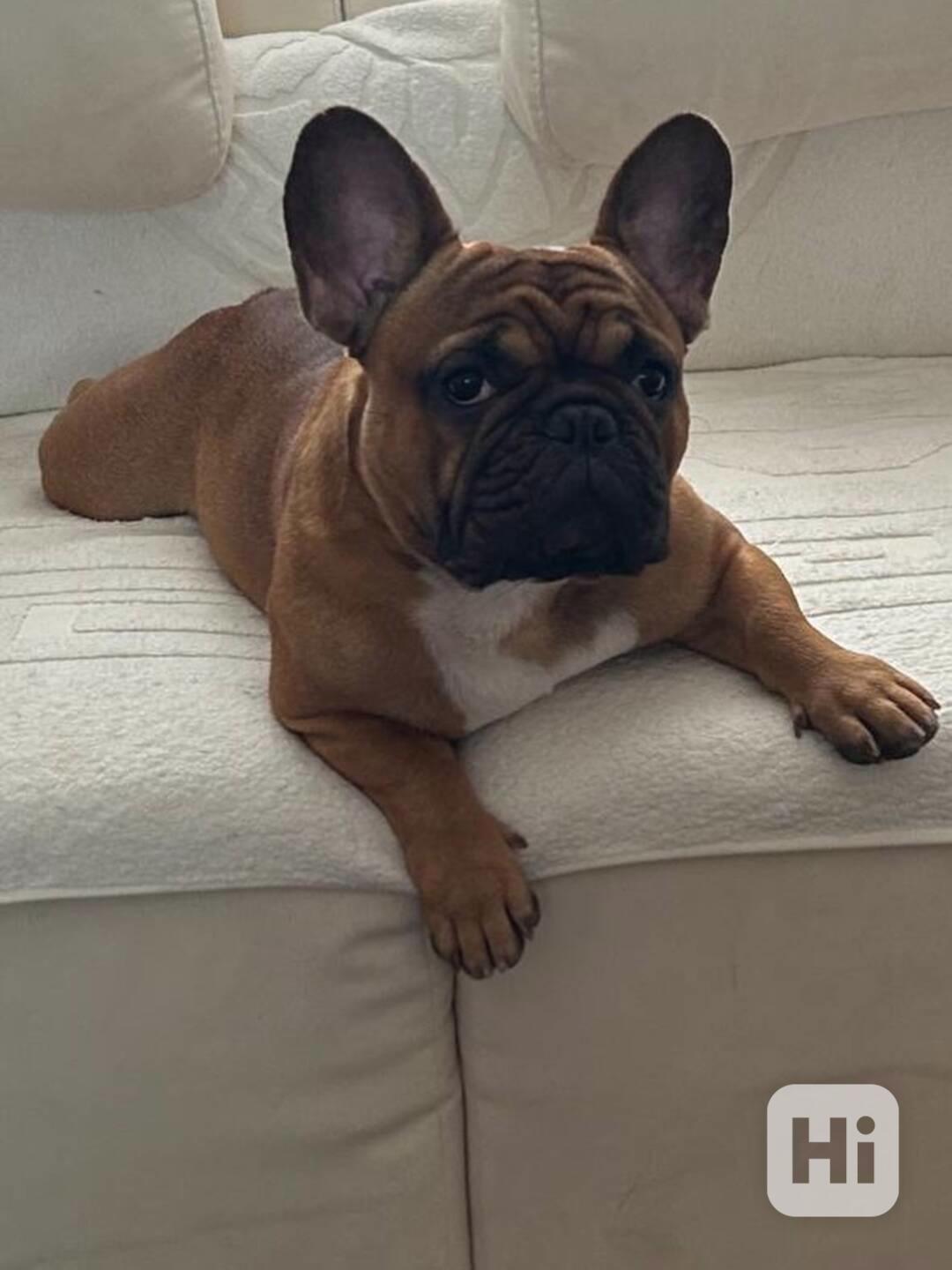 Krásná štěňata francouzského buldoka jsou nyní k dispozici - foto 1