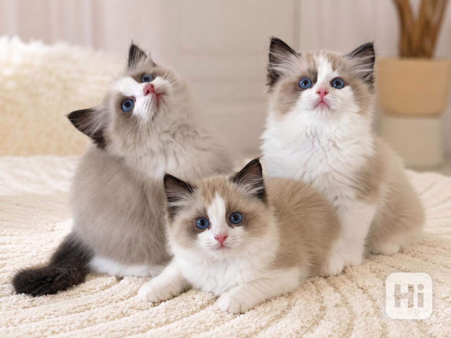 Ragdoll koťátka s PP - výstavní linie 🤍🐾 - foto 1