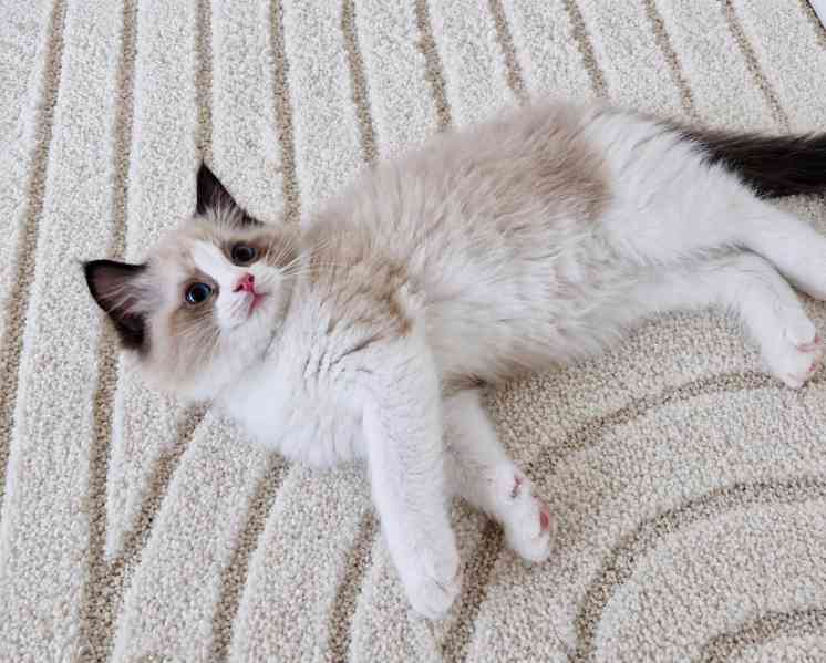 Ragdoll koťátka s PP - výstavní linie 🤍🐾 - foto 4