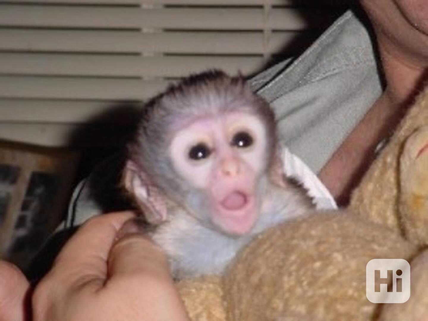 Rozkošná a zábavná mláďata kapucínských opic pro dobré domov - foto 1