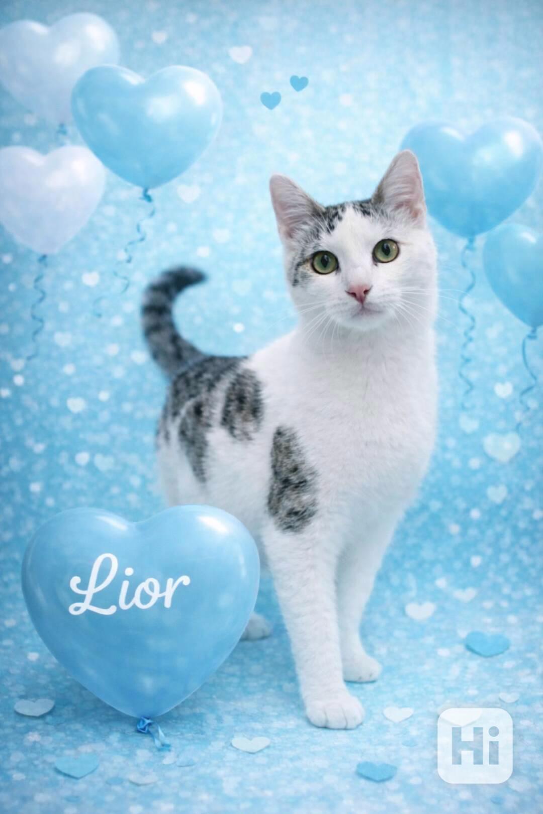 LIOR - kotě, kocourek cca 5 měsíců  - foto 1