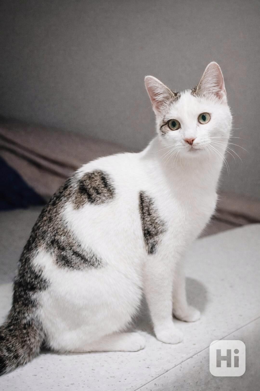 LIOR - kotě, kocourek cca 5 měsíců  - foto 1