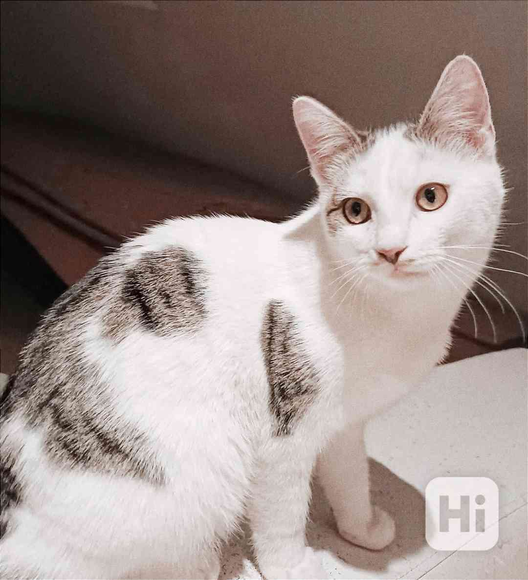 LIOR - kotě, kocourek cca 5 měsíců  - foto 1