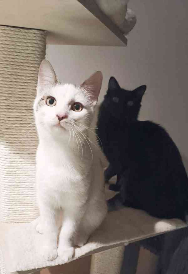 LIOR - kotě, kocourek cca 5 měsíců  - foto 2