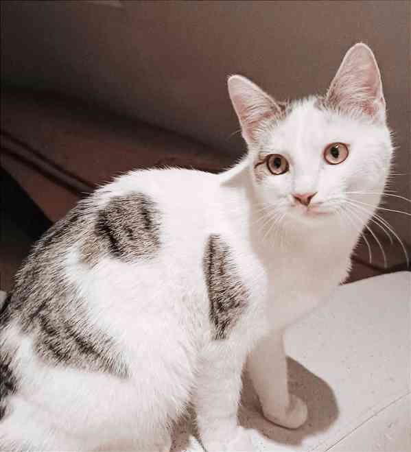 LIOR - kotě, kocourek cca 5 měsíců  - foto 1