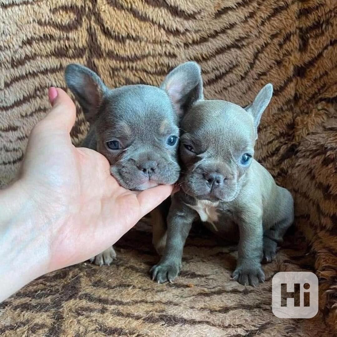 Rozkošná štěňata francouzského buldočka, samec a samice. - foto 1