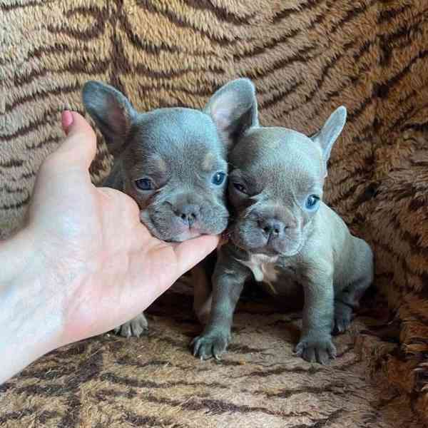 Rozkošná štěňata francouzského buldočka, samec a samice. - foto 1