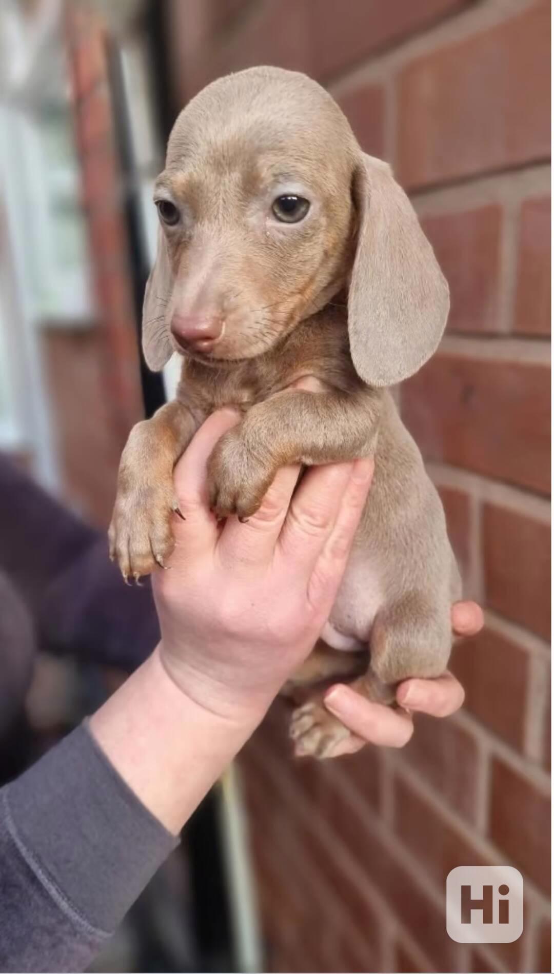 Jezevčík štěňátka s PP k odběru. - foto 1