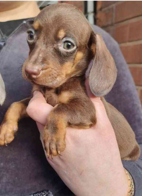 Jezevčík štěňátka s PP k odběru. - foto 3