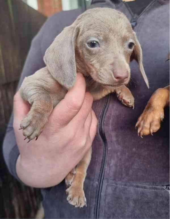 Jezevčík štěňátka s PP k odběru. - foto 2