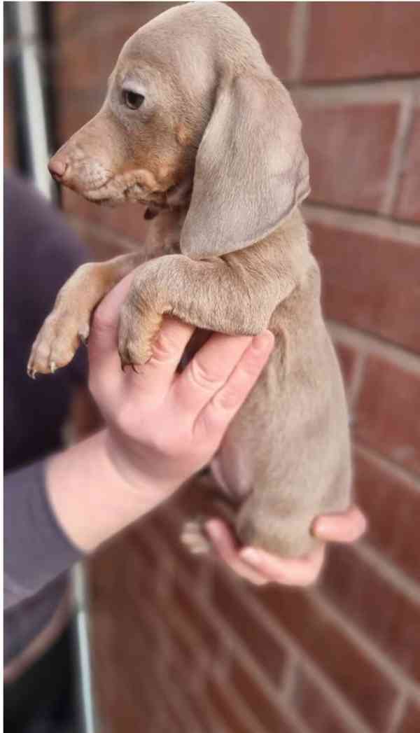 Jezevčík štěňátka s PP k odběru. - foto 4