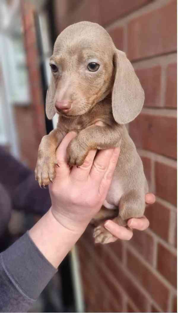 Jezevčík štěňátka s PP k odběru. - foto 1