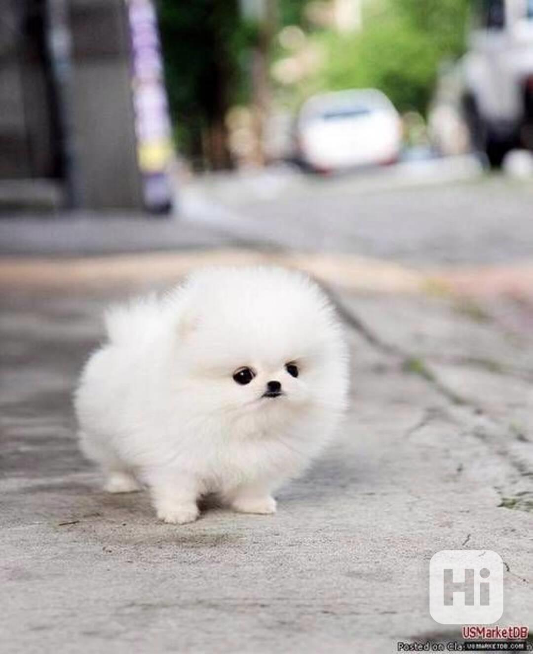 Pomeranian mini - foto 1