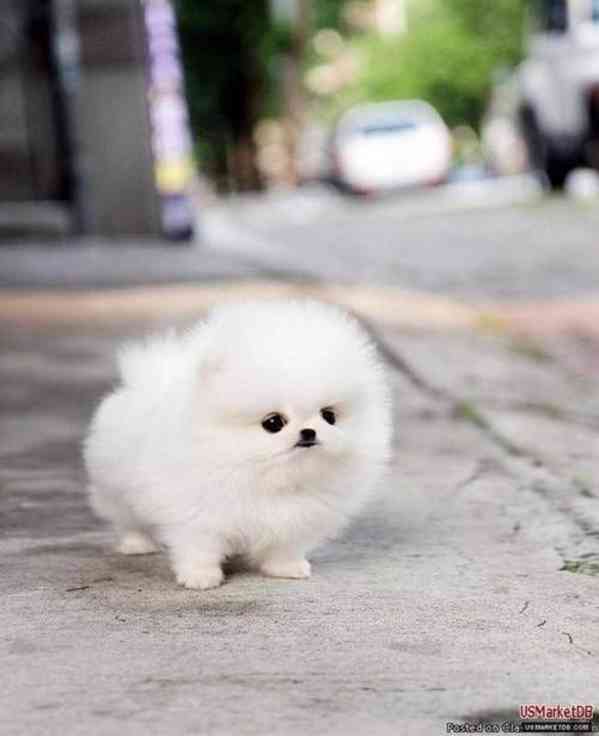 Pomeranian mini - foto 1