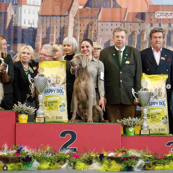 Výmarský ohař krátkosrstý - štěňata s PP - říjen - foto 6