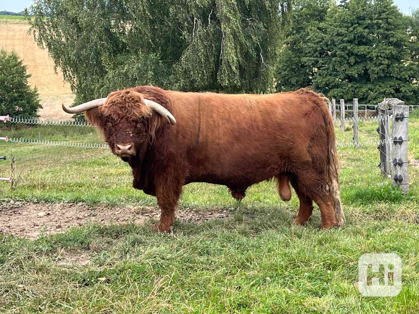 Čistokrevný býček Highland - foto 1
