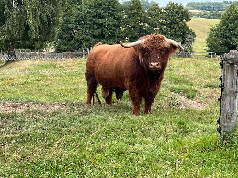 Čistokrevný býček Highland - foto 2