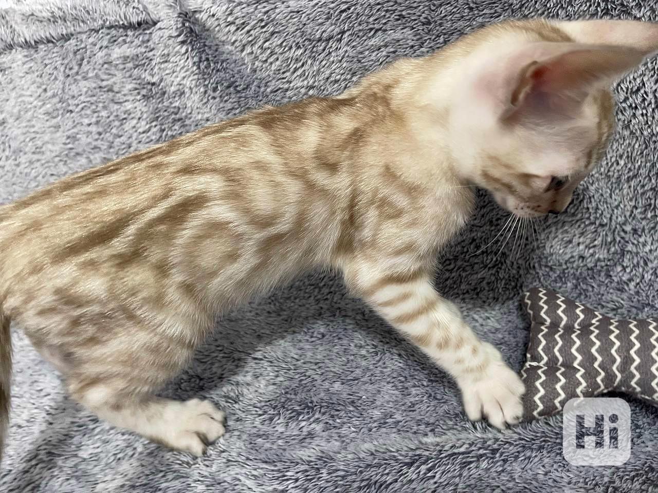 Bengálská kočka koťata s PP  - foto 1