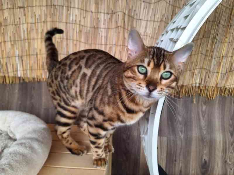 Bengálská kočka koťata s PP  - foto 6