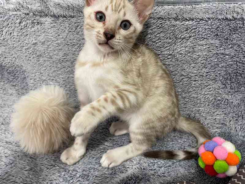 Bengálská kočka koťata s PP  - foto 2