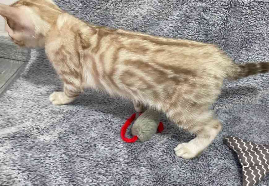 Bengálská kočka koťata s PP  - foto 4