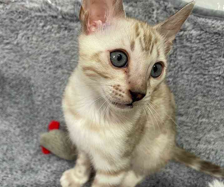 Bengálská kočka koťata s PP  - foto 3