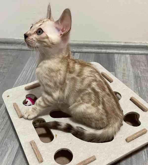 Bengálská kočka koťata s PP  - foto 5