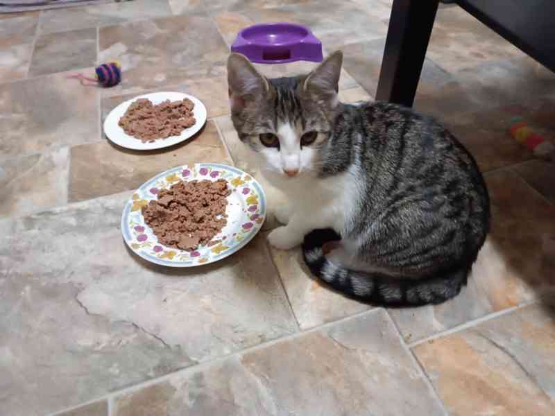 Bílomourovaná 4,5měsíční kočička Kitty  - foto 2
