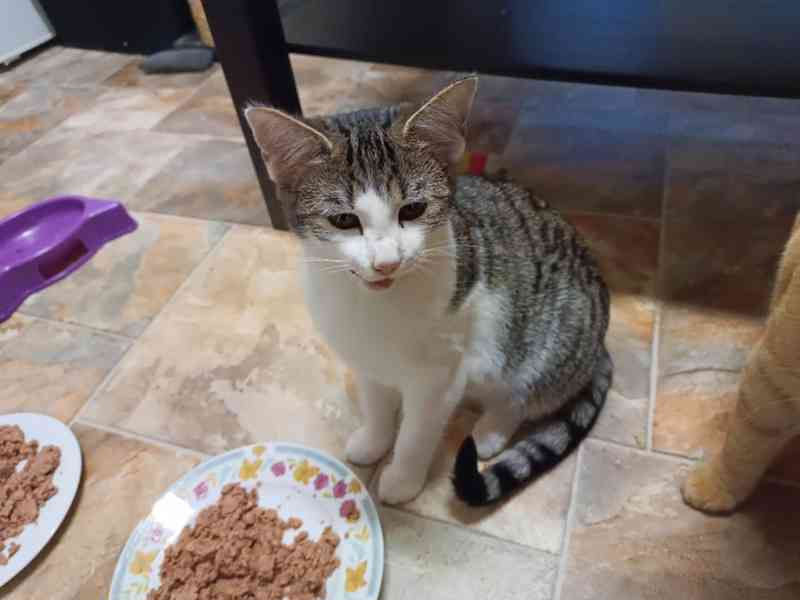 Bílomourovaná 4,5měsíční kočička Kitty  - foto 4