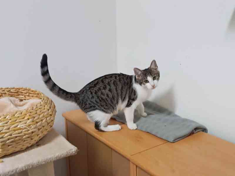 Bílomourovaná 4,5měsíční kočička Kitty  - foto 6