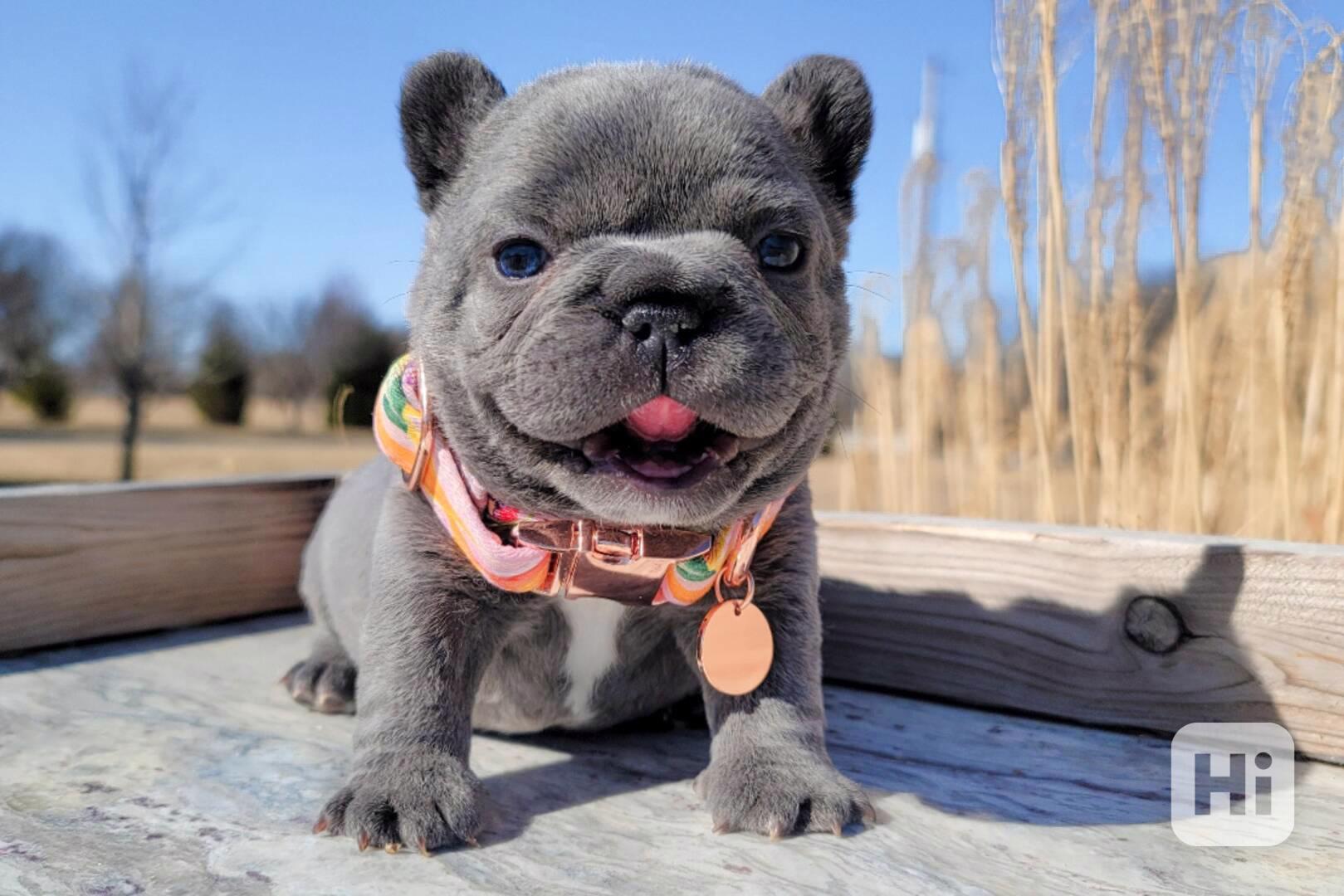 Štěňata francouzského buldoka  - foto 1