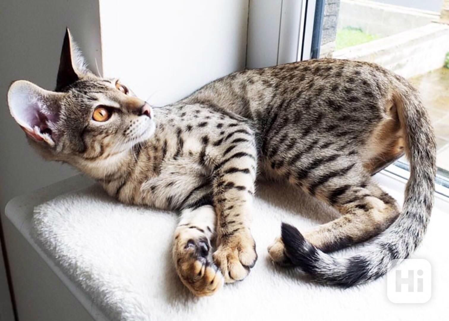 Rozkošná koťátka Savannah (lillarossella62@gmail.com)   - foto 1