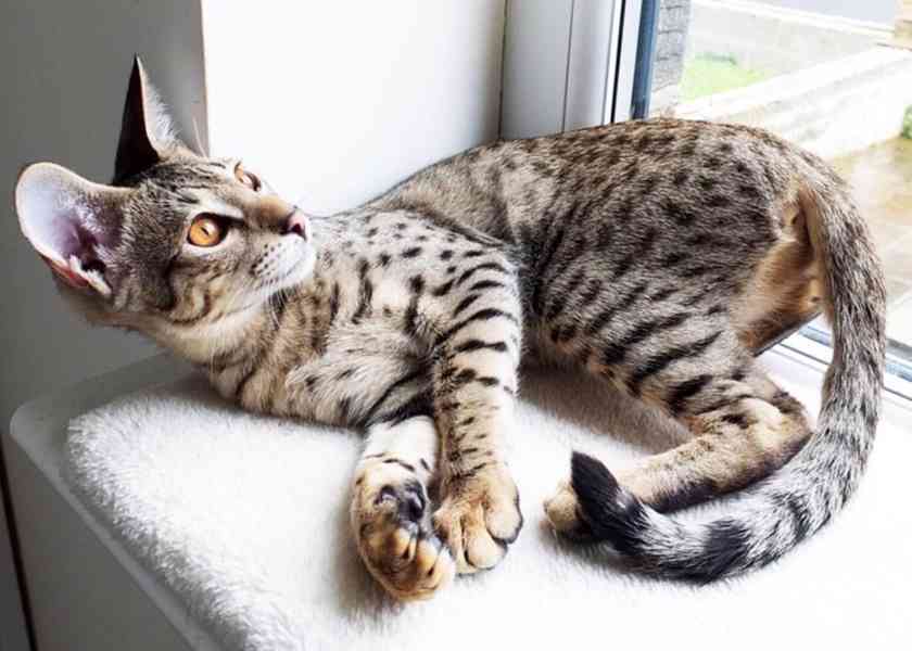 Rozkošná koťátka Savannah (lillarossella62@gmail.com)   - foto 1