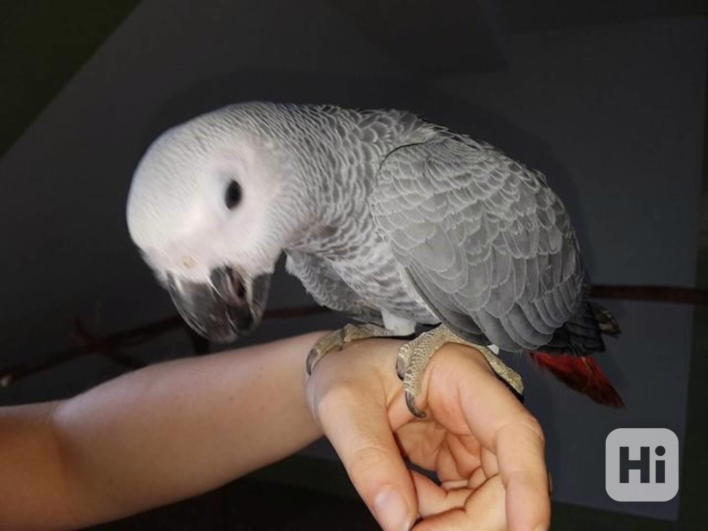 Super krotcí papoušci šedí afroameričtí - foto 1