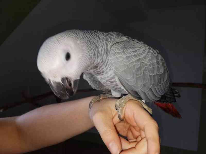 Super krotcí papoušci šedí afroameričtí - foto 1