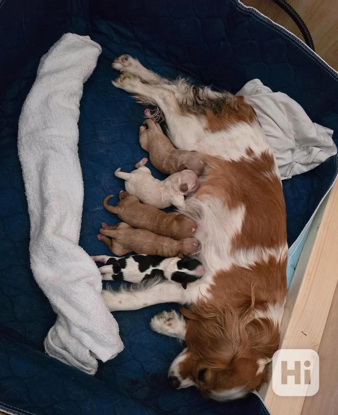 🌟 Milující, etická, DNA testovaná, srdcem vedená štěňata Ca - foto 1